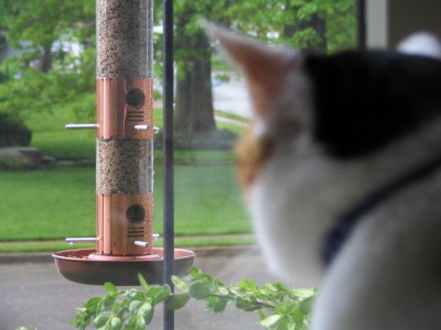 Cat staring at bird feeder Cat staring at bird feeder